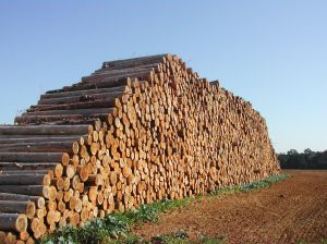 big pile of logs